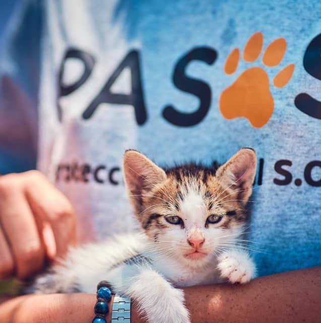 Gato rescatado en el refugio de animales PASOS SOS esperando ser adoptado.