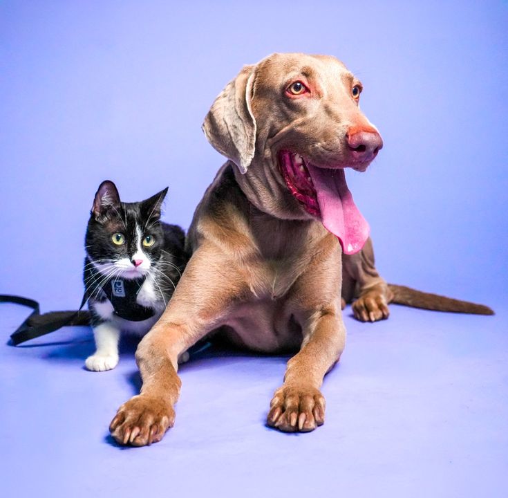 Perro y gatos usando arnes para transportarlos sin ser lastimados