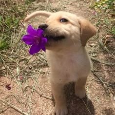 Perrito con una mirada tierna y una flor en el hocico