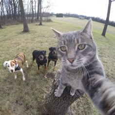 Gato atigrado con ojos verdes mirando a la cámara, haciéndose una selfie.