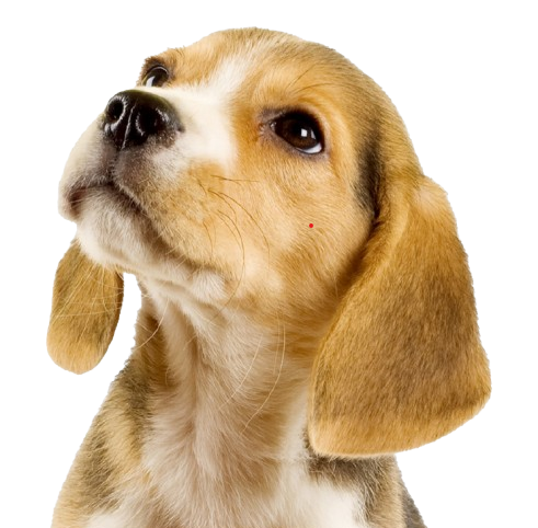 Imagen de perrito feliz listo para ser adoptado por una nueva familia.
